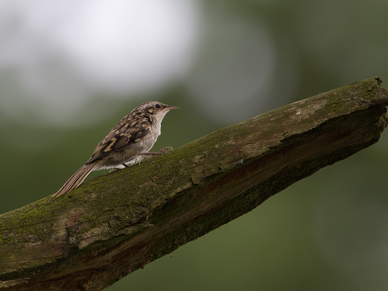 Certhia brachydactyla Short-toed Treecreeper Boomkruiper